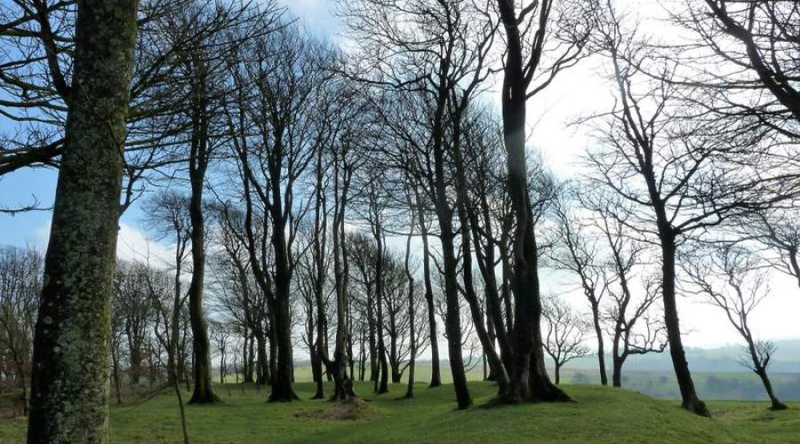 Trees on Chanctonbury Ring
