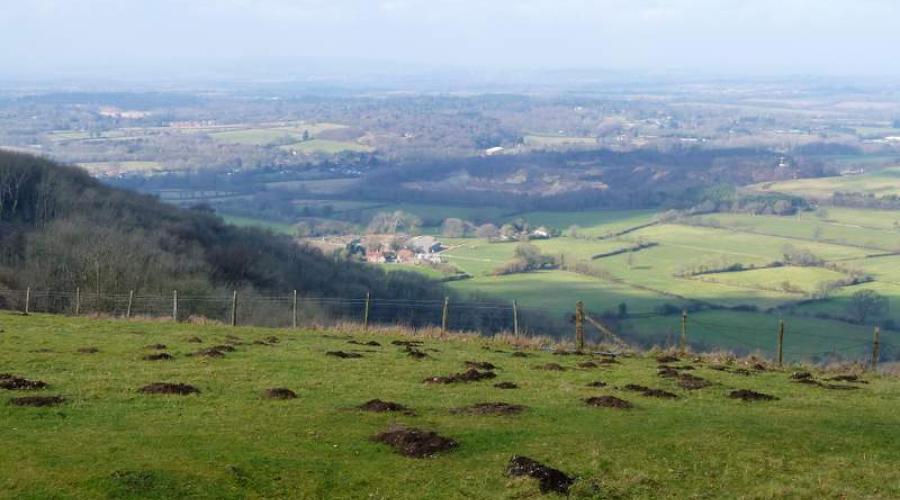 Trees on Chanctonbury Ring