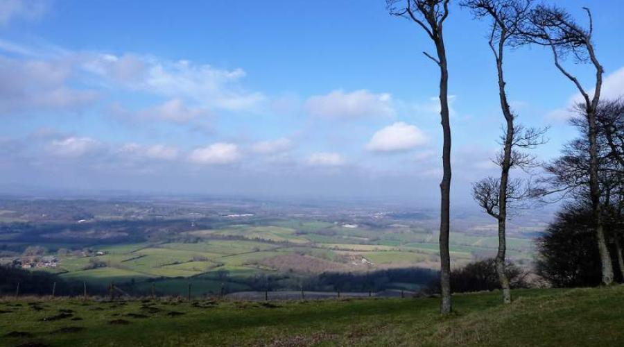 Trees on Chanctonbury Ring