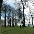 Trees on Chanctonbury Ring