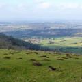 Trees on Chanctonbury Ring