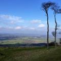 Trees on Chanctonbury Ring