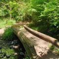 Hazel Brook tree lined limestone gorge