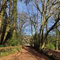 Tump Turrett Medeival (Motte and Bailey Castle remnants)