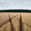 Wheat Field- Photos by Ru