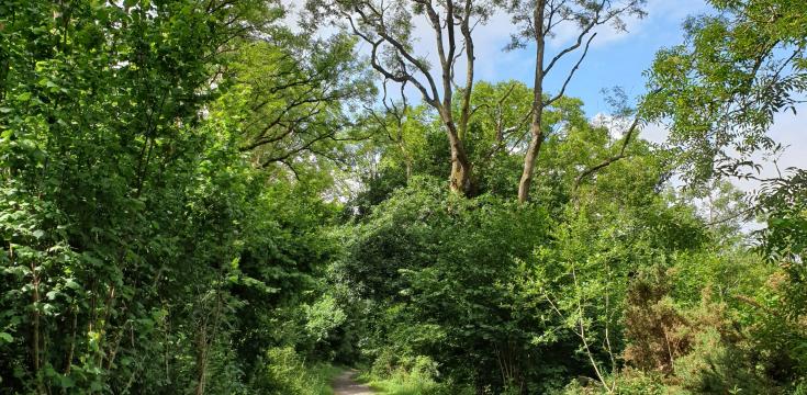 Coombe Hill wood Polden Way footpath